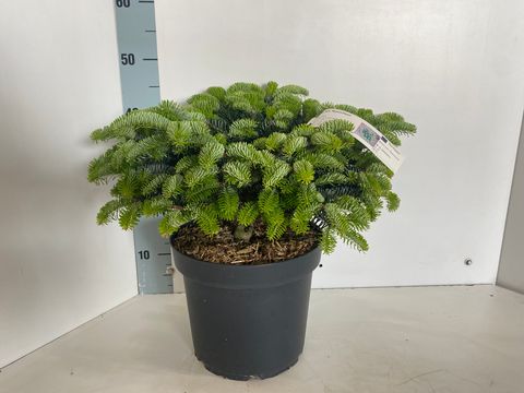 Abies cephalonica 'Meyer's Dwarf'