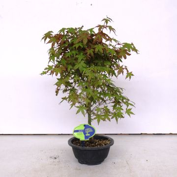 Acer palmatum 'Deshôjô'