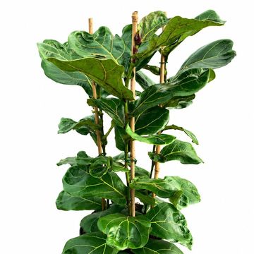 Ficus lyrata