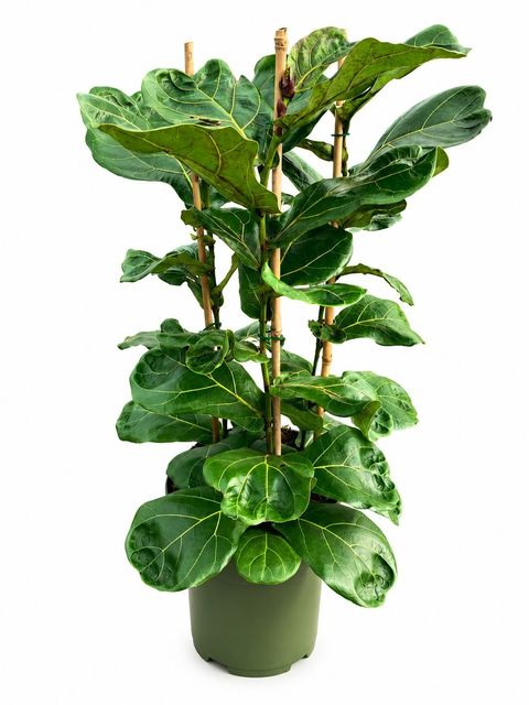 Ficus lyrata