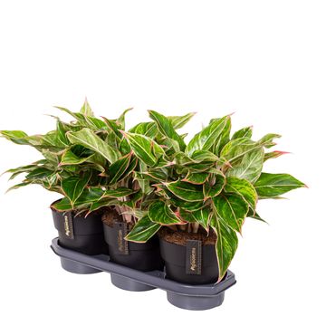 Aglaonema 'Jungle Light'