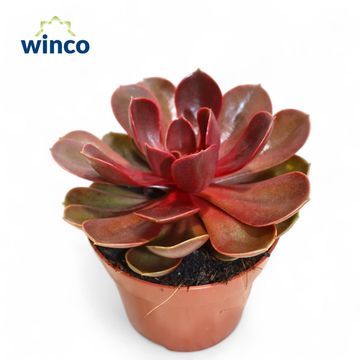 Echeveria 'Red Ruby'