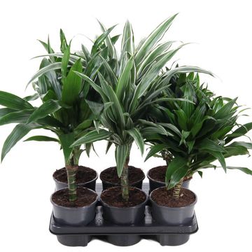 Dracaena MIX