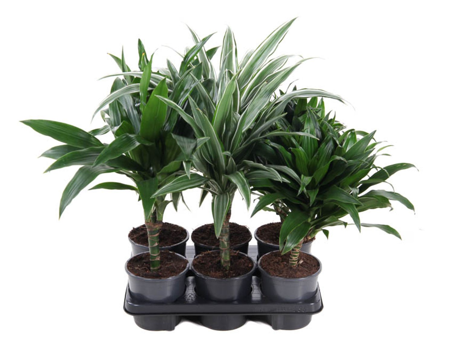 Exotischer Drachenbaum Mix Samen – 5x Dracaena Draco + 5x Dracaena Cochinchinensis