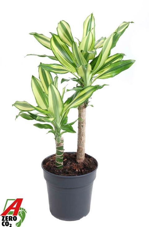 efeutute lnge XXL Efeutute Scindapsus 150cm  Green Me Up