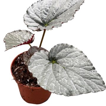 Begonia 'Grey Earl'