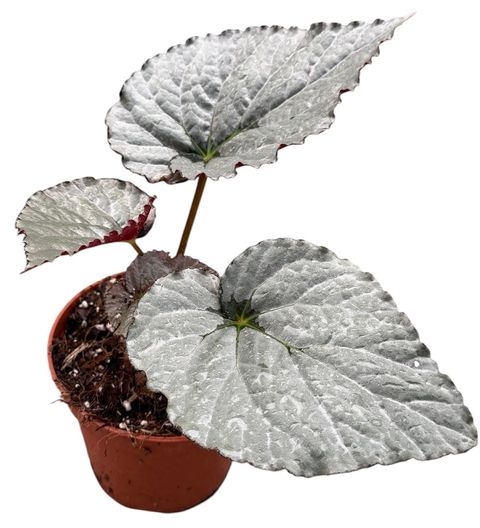 Begonia 'Grey Earl'