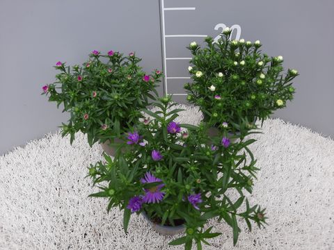 Aster NOVI-BELGII MIX