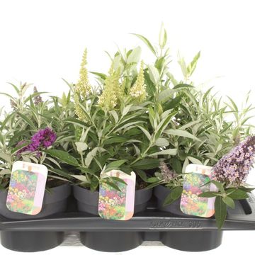 Buddleja davidii BUTTERFLY CANDY MIX