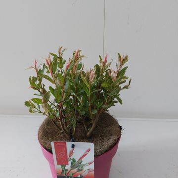 Salix integra 'Flamingo'