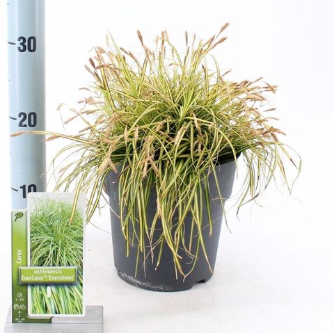 Carex oshimensis EVERCOLOR EVERSHEEN