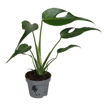 Monstera 'Burle Marx Flame'