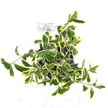 Euonymus japonicus 'Bravo'