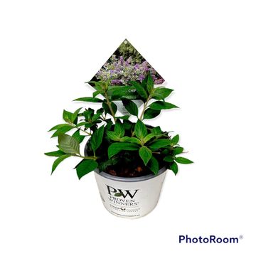 Buddleja 'Blue Chip'