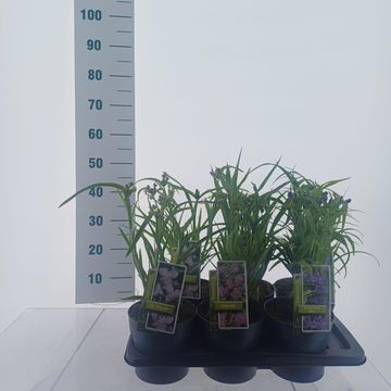 Tradescantia MIX