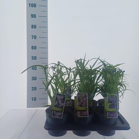 Tradescantia MIX