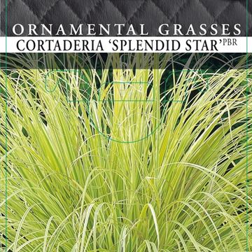 Cortaderia selloana 'Splendid Star'