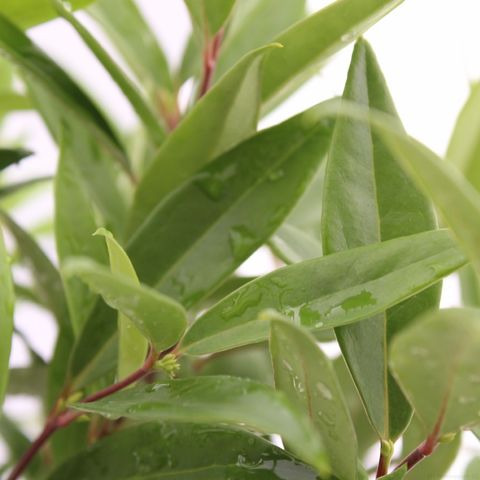 Sarcococca hookeriana PURPLE GEM