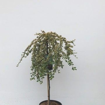 Cotoneaster x suecicus 'Juliette'