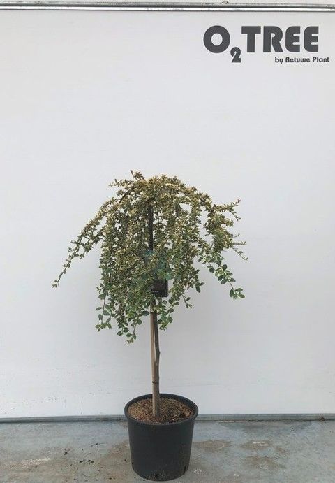 Cotoneaster x suecicus 'Juliette'