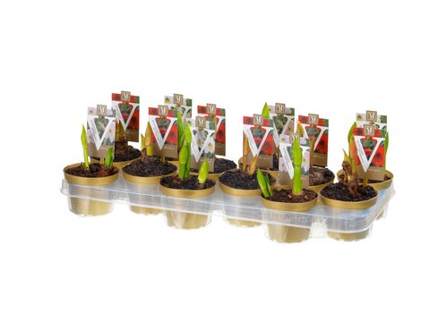 Hippeastrum SONATINI MIX