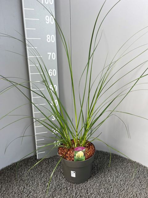 Cortaderia selloana 'White Feather'