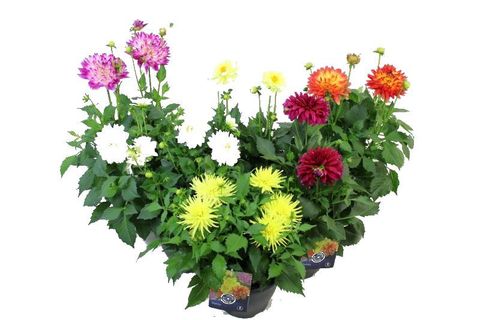 Dahlia DALINA MIX