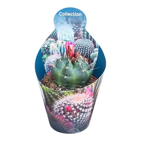 Echinocereus knippelianus