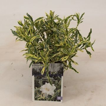 Gardenia jasminoides GOLDEN CROWN