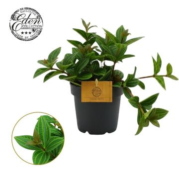Peperomia angulata 'Rocca Alto'
