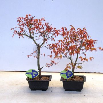 Acer palmatum 'Katsura'
