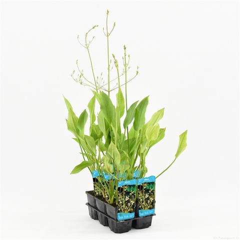 Alisma plantago-aquatica