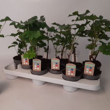 Vitis MIX