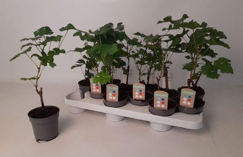 Vitis MIX