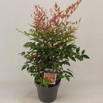 Nandina domestica 'Gulf Stream'