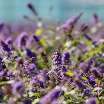 Buddleja 'Blue Chip'
