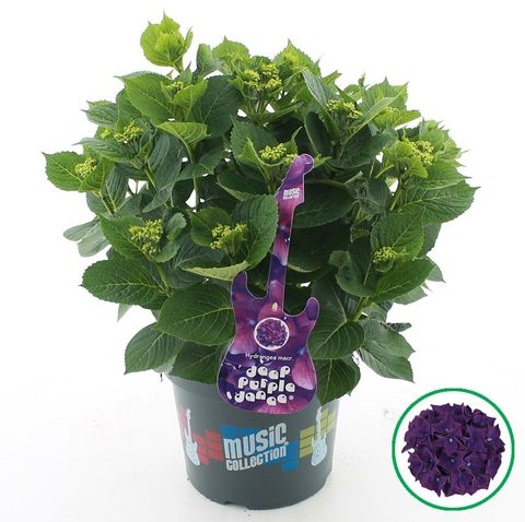 Hydrangea macrophylla MIX