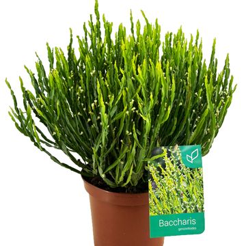 Baccharis genistelloides