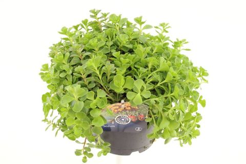 Sedum spurium 'Coccineum'