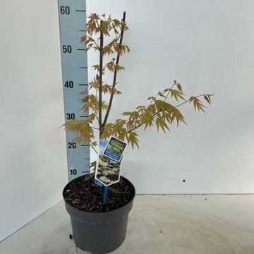 Acer palmatum 'Оранж Дрим'