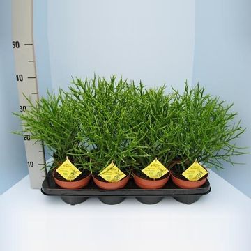 Euphorbia x lambinoniana