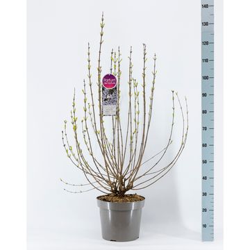 Syringa x chinensis 'Bicolor'