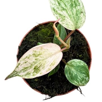 Філодендрон scandens micans 'Marble Variegata'