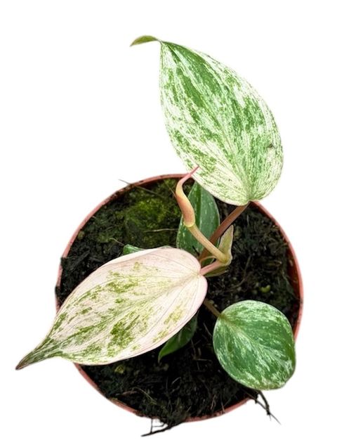 Філодендрон scandens micans 'Marble Variegata'