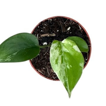 Monstera deliciosa 'Bulbasaur'