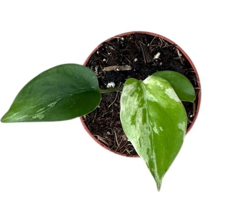 Monstera deliciosa 'Bulbasaur'