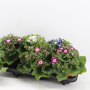 Pericallis VENEZIA MIX