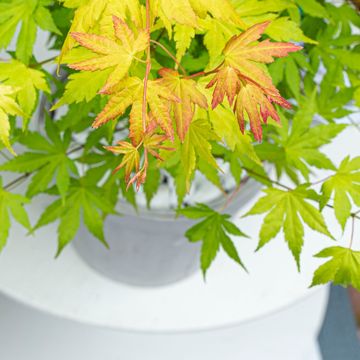 Acer palmatum 'Orange Dream'