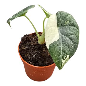 Alocasia 'Maharani Variegata'