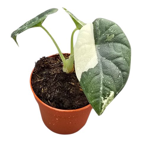 Alocasia 'Maharani Variegata'